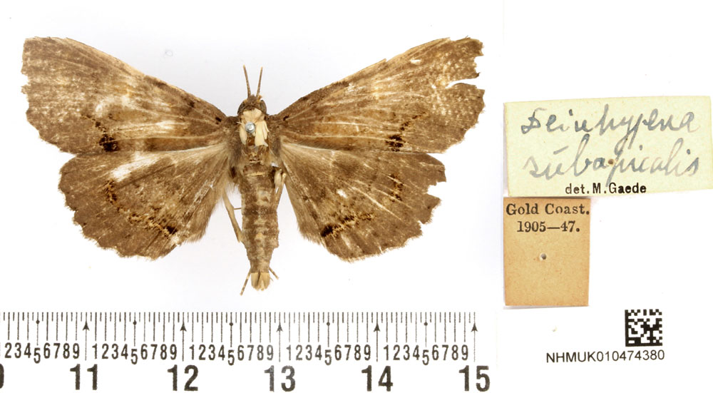 /filer/webapps/moths/media/images/S/subapicalis_Deinypena_HT_BMNH.jpg