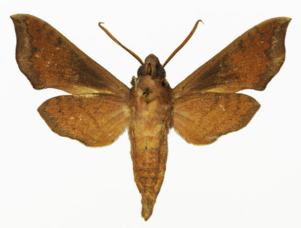 /filer/webapps/moths/media/images/S/subapicalis_Temnora_AM_Basquin_01b.jpg