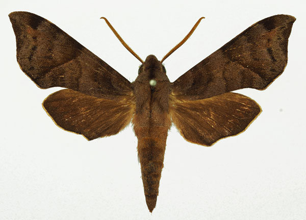/filer/webapps/moths/media/images/S/subapicalis_Temnora_AM_Basquin_02.jpg