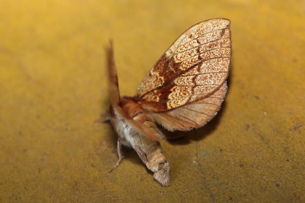 /filer/webapps/moths/media/images/S/subapicalis_Trotonotus_A_Voaden.jpg