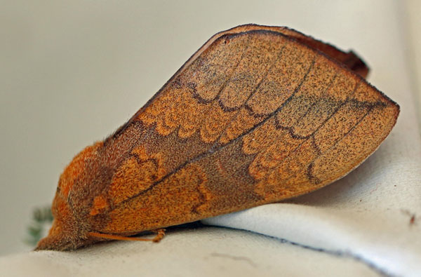 /filer/webapps/moths/media/images/S/subapicalis_Trotonotus_A_Voaden_02.jpg