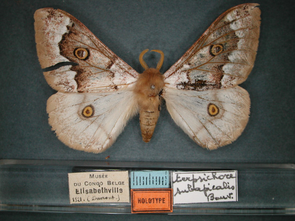 /filer/webapps/moths/media/images/S/subapicalis_Usta_HT_RMCA_01.jpg