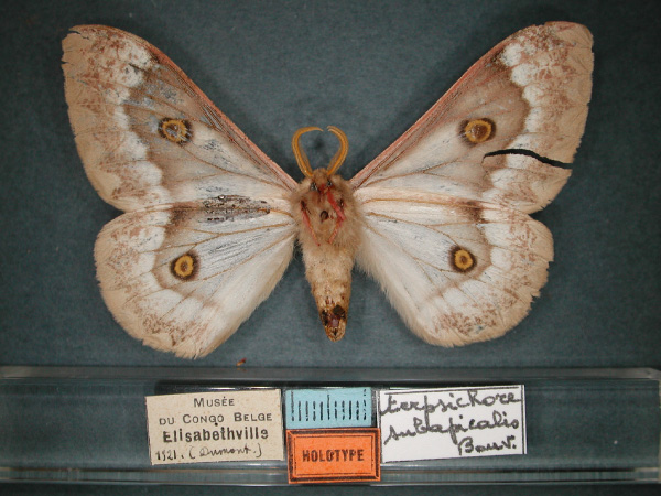 /filer/webapps/moths/media/images/S/subapicalis_Usta_HT_RMCA_02.jpg