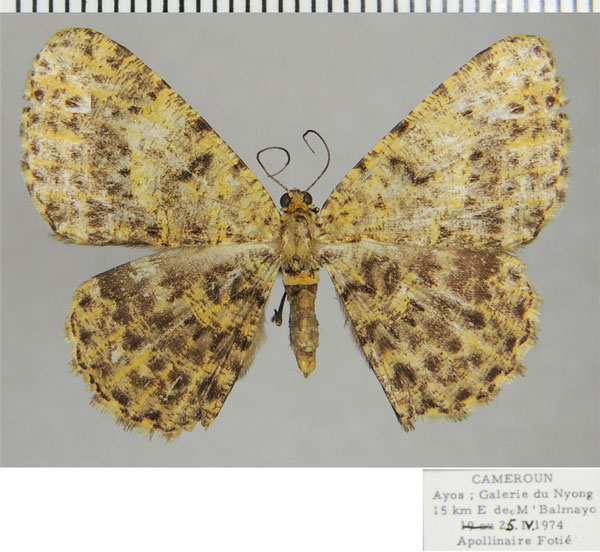 /filer/webapps/moths/media/images/S/subapicata_Ectropis_AF_ZSMa.jpg