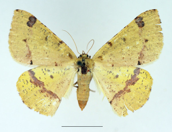 /filer/webapps/moths/media/images/S/subapicata_Lhommeia_AF_TMSA.jpg