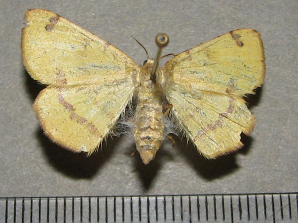 /filer/webapps/moths/media/images/S/subapicata_Lhommeia_A_Goff.jpg