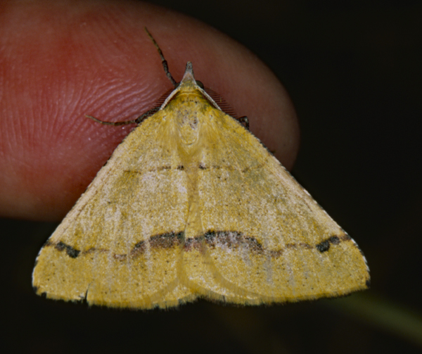 /filer/webapps/moths/media/images/S/subapicata_Lhommeia_A_Roland_01.jpg