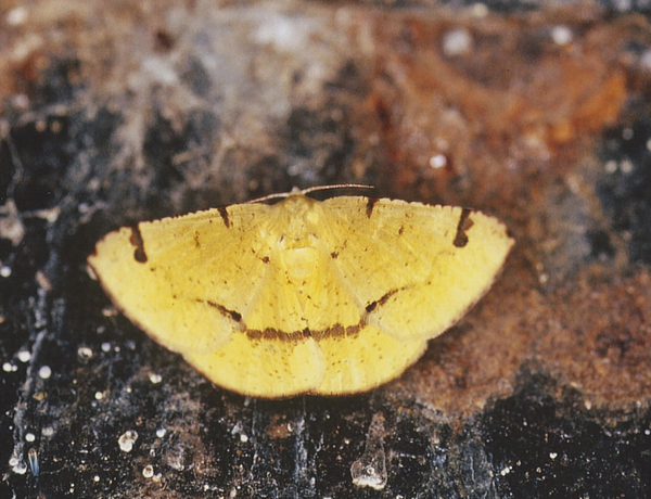 /filer/webapps/moths/media/images/S/subapicata_Lhommeia_A_Roland_06.jpg
