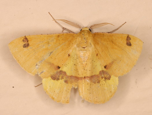 /filer/webapps/moths/media/images/S/subapicata_Lhommeia_M_Heyns_01.jpg