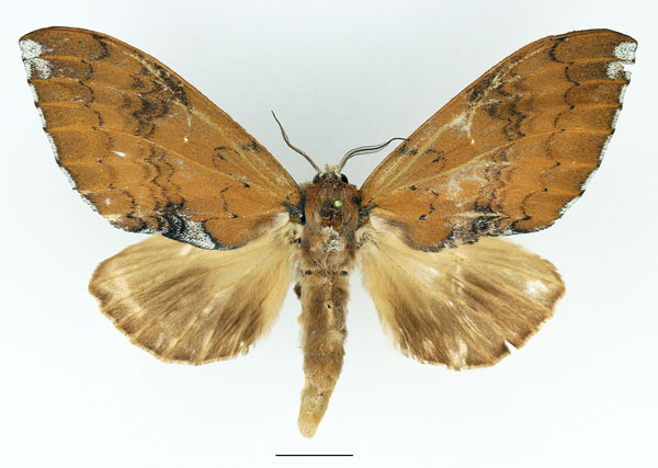 /filer/webapps/moths/media/images/S/subargentea_Brachychira_AF_Basquin_01.jpg