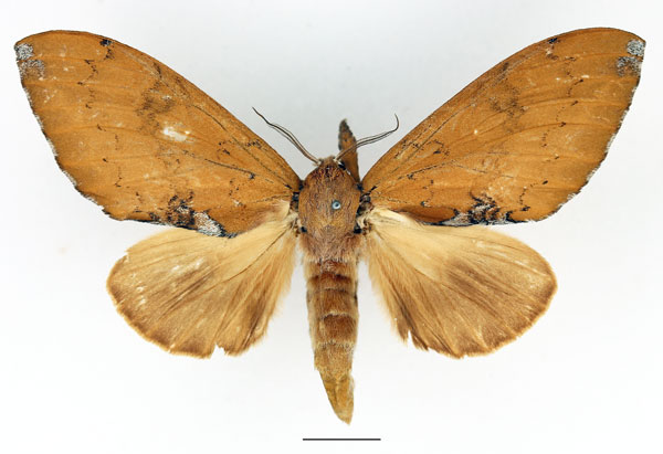 /filer/webapps/moths/media/images/S/subargentea_Brachychira_AF_Basquin_02.jpg