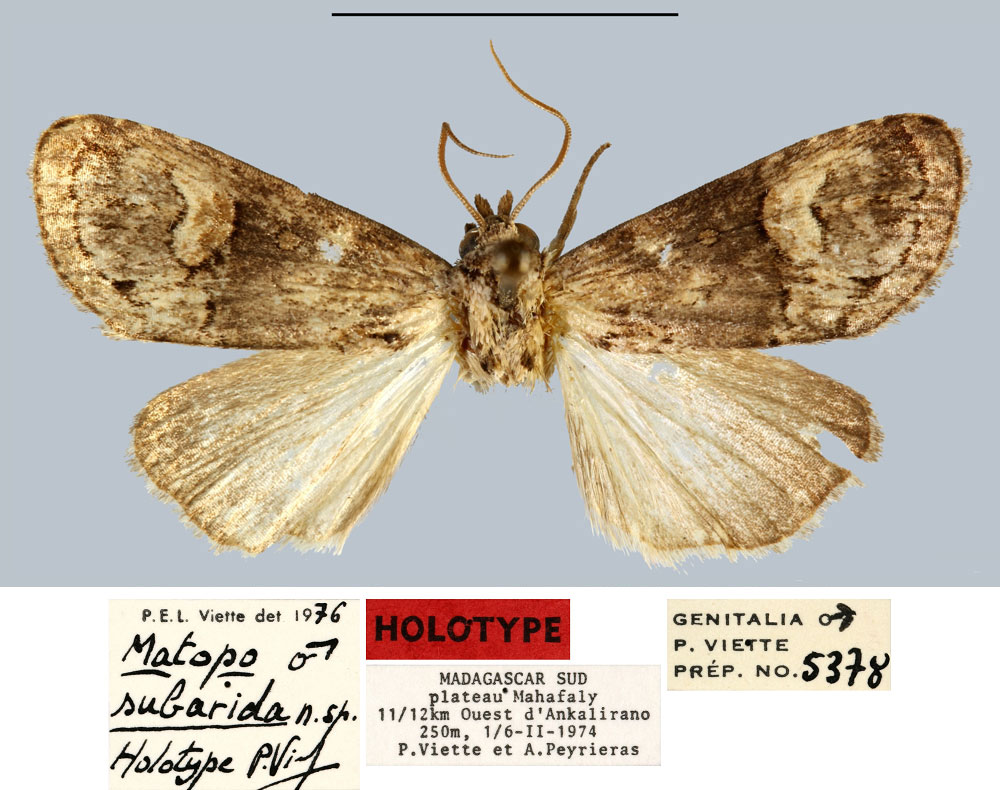 /filer/webapps/moths/media/images/S/subarida_Matopo_HT_MNHN.jpg