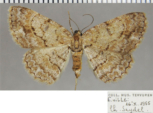 /filer/webapps/moths/media/images/S/subaurata_Orbamia_AF_ZSM.jpg