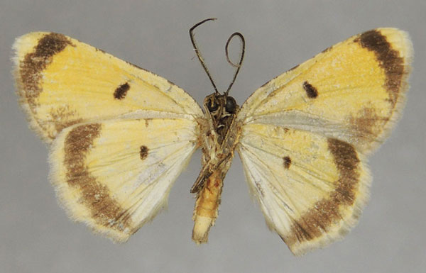 /filer/webapps/moths/media/images/S/subaurata_Orbamia_AM_ZSMb.jpg