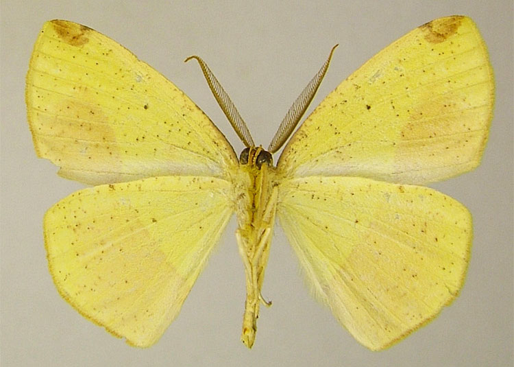 /filer/webapps/moths/media/images/S/subbasalis_Epigynopteryx_PTM_ZSMb.jpg