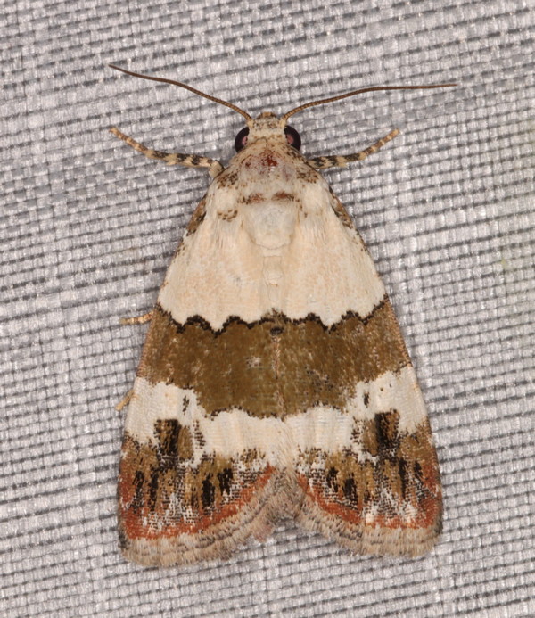 /filer/webapps/moths/media/images/S/subblandula_Maliattha_A_Heyns_01.jpg