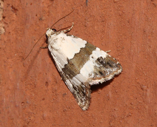 /filer/webapps/moths/media/images/S/subblandula_Maliattha_A_Roland_01.jpg