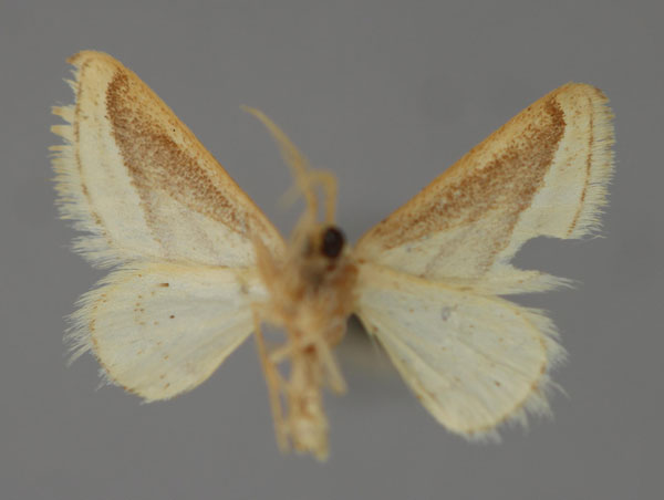 /filer/webapps/moths/media/images/S/subbrunnescens_Acidaliastis_A_ZSM_02.jpg