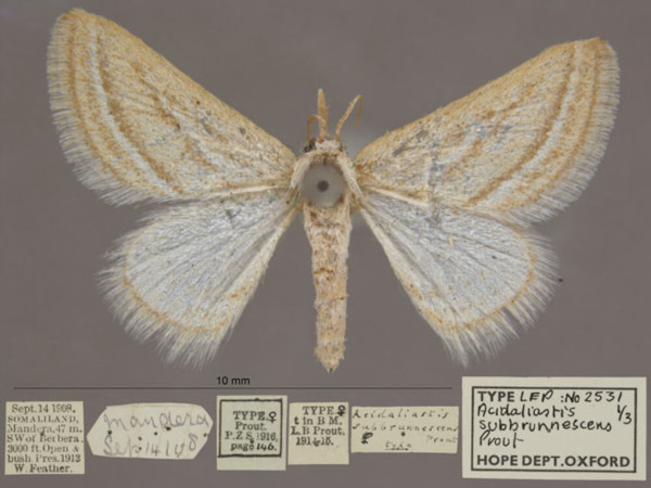 /filer/webapps/moths/media/images/S/subbrunnescens_Hemidromodes_HTF_OUMNHa_01.jpg
