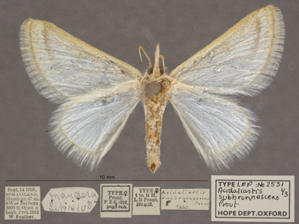 /filer/webapps/moths/media/images/S/subbrunnescens_Hemidromodes_HTF_OUMNHb_01.jpg