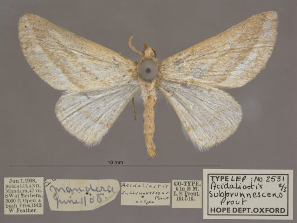 /filer/webapps/moths/media/images/S/subbrunnescens_Hemidromodes_PTF_OUMNHa_02.jpg
