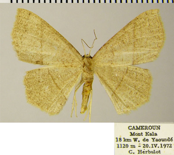 /filer/webapps/moths/media/images/S/subcarnea_Ptomophyle_AF_ZSM.jpg