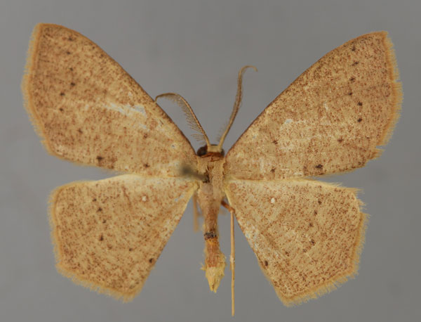 /filer/webapps/moths/media/images/S/subcarnea_Ptomophyle_A_ZSM_01.jpg