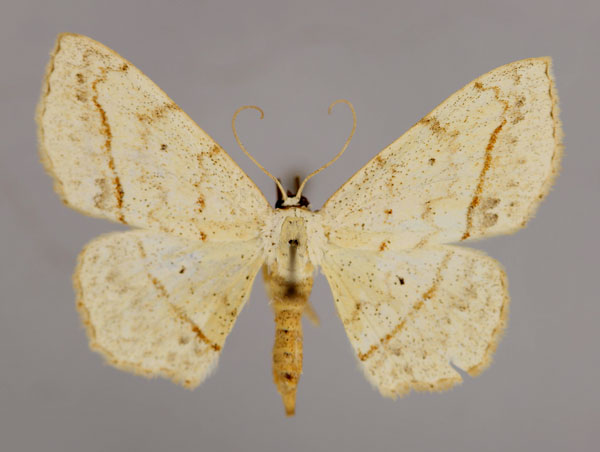 /filer/webapps/moths/media/images/S/subcatenata_Scopula_A_ZSM_01.jpg