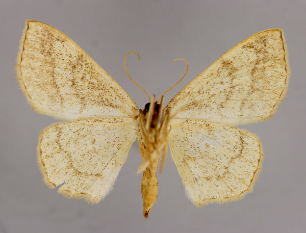 /filer/webapps/moths/media/images/S/subcatenata_Scopula_A_ZSM_02.jpg