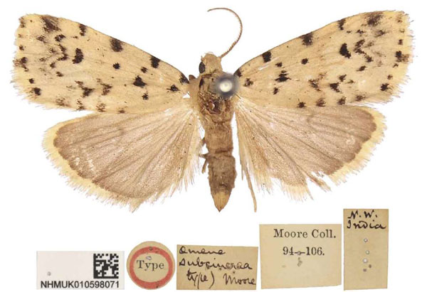 /filer/webapps/moths/media/images/S/subcinerea_Aemene_LT_BMNH.jpg