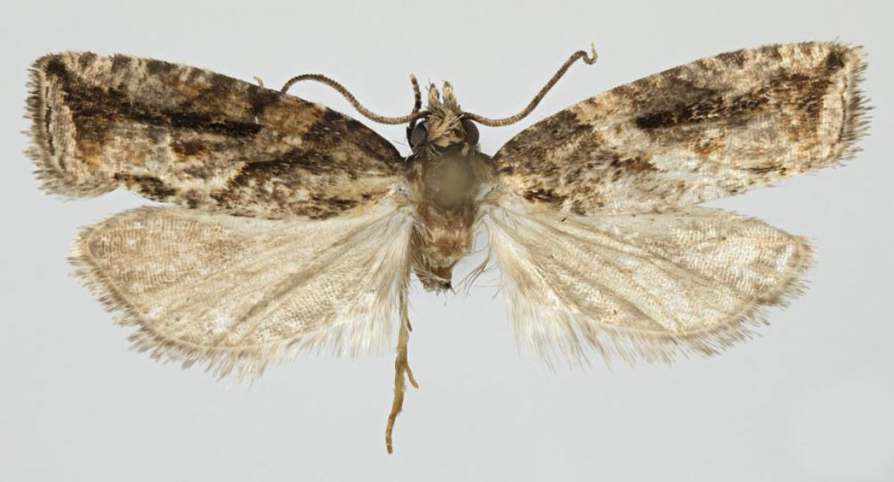 /filer/webapps/moths/media/images/S/subclavifera_Megaherpystis_HT_NHMO.jpg