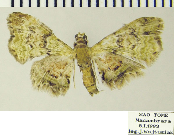 /filer/webapps/moths/media/images/S/subcomosa_Mesocolpia_AM_ZSMa.jpg
