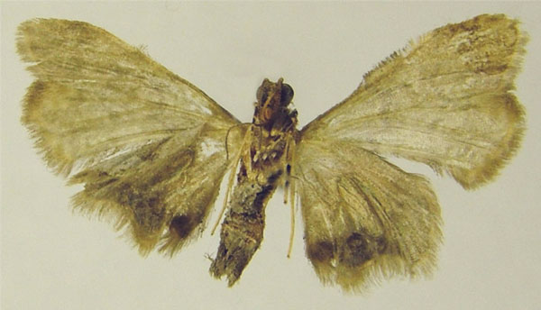 /filer/webapps/moths/media/images/S/subcomosa_Mesocolpia_AM_ZSMb.jpg