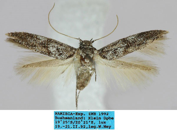 /filer/webapps/moths/media/images/S/subconcurrens_Scythris_HT_ZMHB_9AMSJxf.jpg