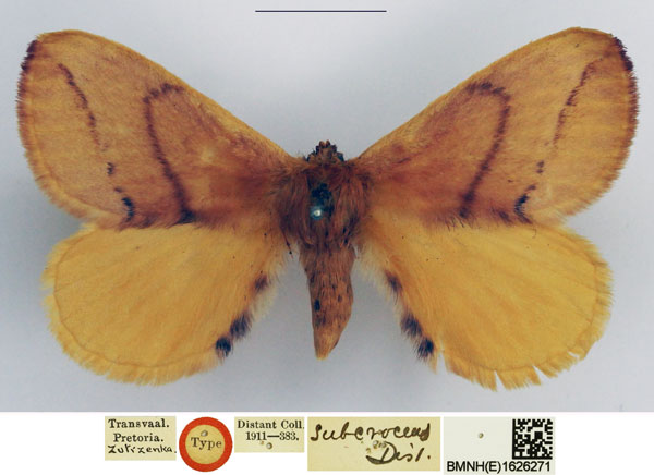 /filer/webapps/moths/media/images/S/subcroceus_Phasicnecus_HT_NHMUK.jpg