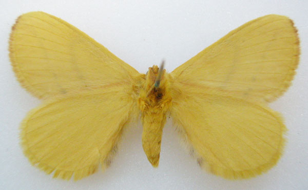 /filer/webapps/moths/media/images/S/subcroceus_Phasicnecus_HT_NHMUKb.jpg
