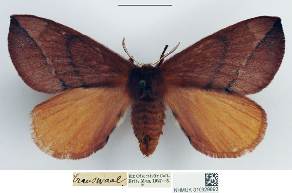 /filer/webapps/moths/media/images/S/subcroceus_Stenoglene_AF_NHMUK_uXfogdK.jpg