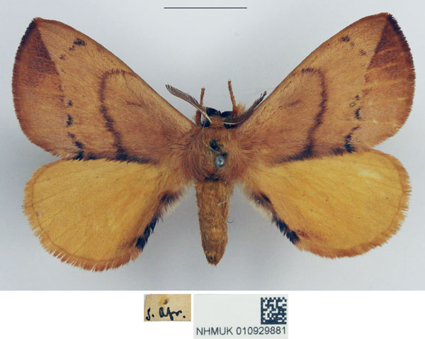 /filer/webapps/moths/media/images/S/subcroceus_Stenoglene_AM_NHMUK_5XIXjzO.jpg