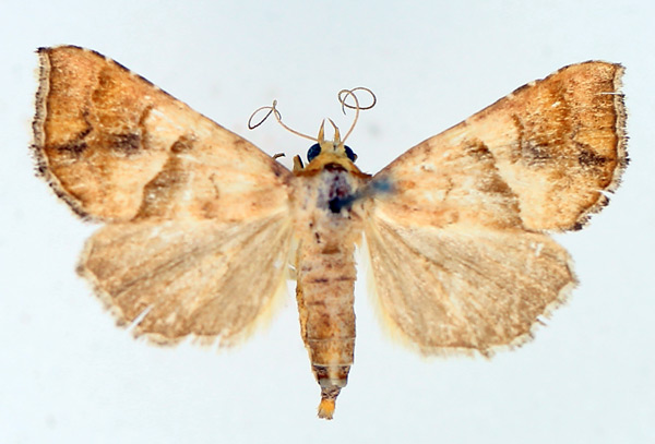/filer/webapps/moths/media/images/S/subcupralis_Radara_AF_TMSA_01.jpg