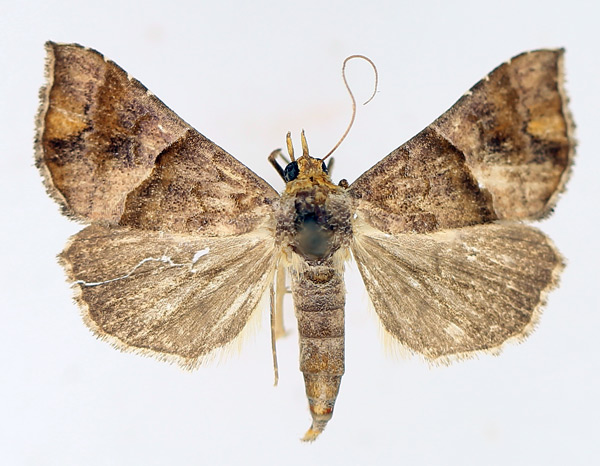 /filer/webapps/moths/media/images/S/subcupralis_Radara_AF_TMSA_02.jpg
