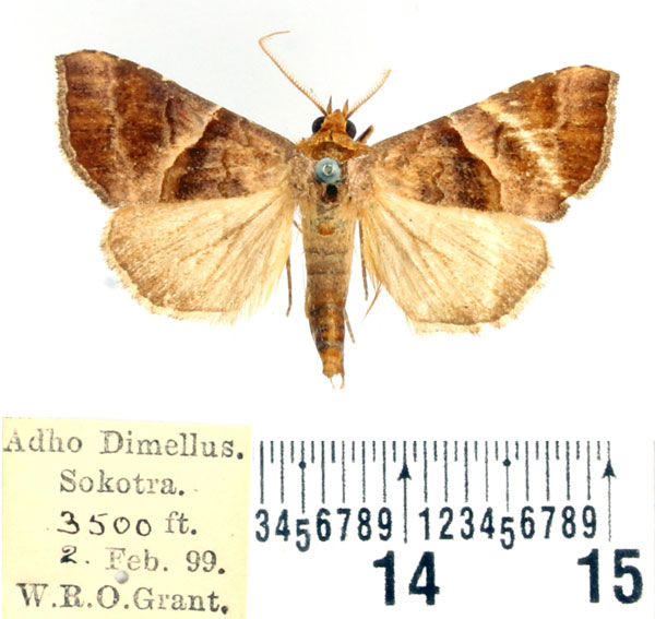 /filer/webapps/moths/media/images/S/subcupralis_Radara_AM_BMNH_01.jpg