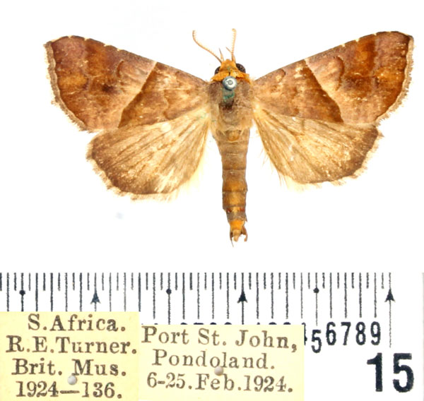 /filer/webapps/moths/media/images/S/subcupralis_Radara_AM_BMNH_02.jpg