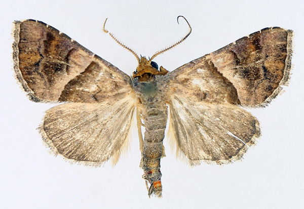 /filer/webapps/moths/media/images/S/subcupralis_Radara_AM_TMSA_01.jpg