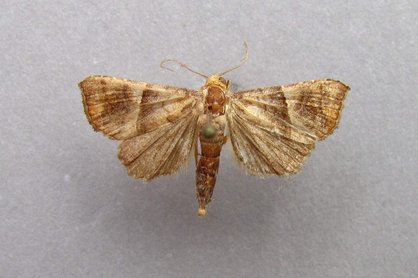 /filer/webapps/moths/media/images/S/subcupralis_Radara_A_Baron.jpg