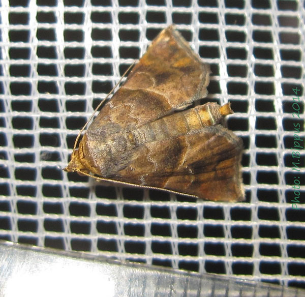 /filer/webapps/moths/media/images/S/subcupralis_Radara_A_Bippus_01.jpg