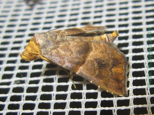 /filer/webapps/moths/media/images/S/subcupralis_Radara_A_Bippus_02.jpg