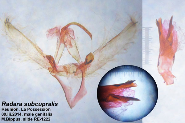 /filer/webapps/moths/media/images/S/subcupralis_Radara_GM_Bippus.jpg