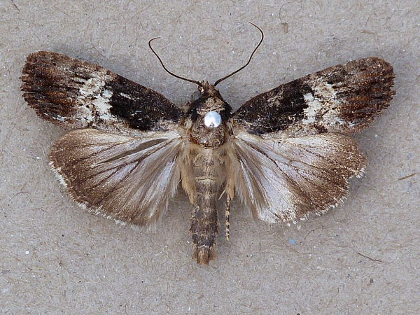 /filer/webapps/moths/media/images/S/subcurva_Stenopterygia_A_Butler.jpg