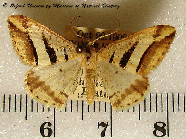 /filer/webapps/moths/media/images/S/subcurvaria_Chiasmia_A_OUMNH.jpg