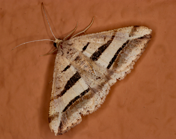 /filer/webapps/moths/media/images/S/subcurvaria_Chiasmia_A_Roland_01.jpg